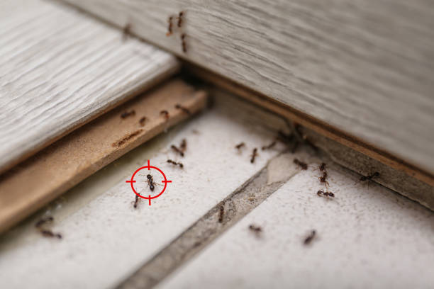 Best Cockroach Control Services  in Herald, CA
